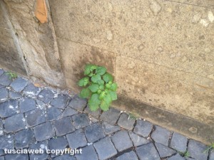 Viterbo - Erbacce in via della Casaccia