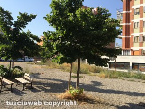 Viterbo - Le erbacce in via Caduti sul lavoro