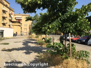 Viterbo - Le erbacce in via Caduti sul lavoro