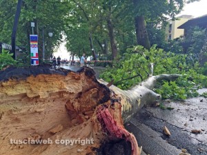 Un albero caduto in strada