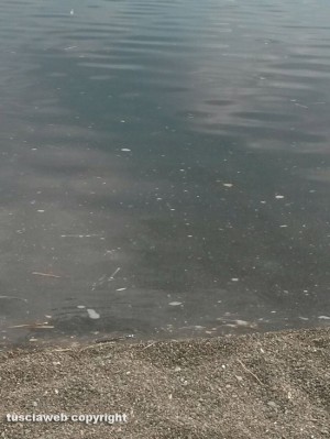 Ronciglione - Schiuma nell'acqua del lago di Vico
