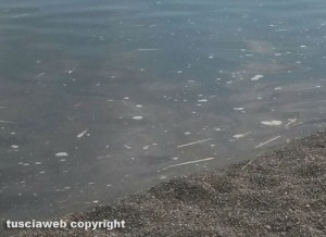 Ronciglione - Schiuma nell'acqua del lago di Vico