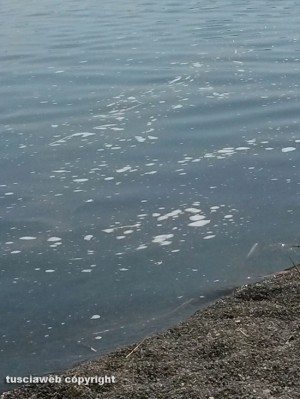 Ronciglione - Schiuma nell'acqua del lago di Vico