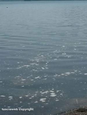 Ronciglione - Schiuma nell'acqua del lago di Vico