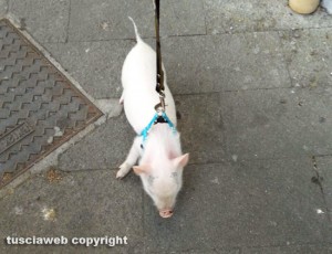Un maialino a Vitorchiano