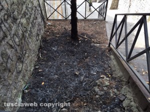 Viterbo - Via del Ganfione - La palma incendiata