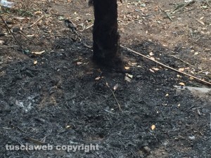 Viterbo - Via del Ganfione - La palma incendiata