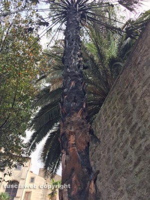 Viterbo - Via del Ganfione - La palma incendiata