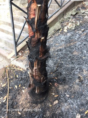 Viterbo - Via del Ganfione - La palma incendiata