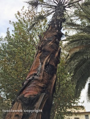 Viterbo - Via del Ganfione - La palma incendiata