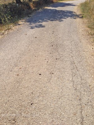 Tuscania - Strada comunale Selva Castalda