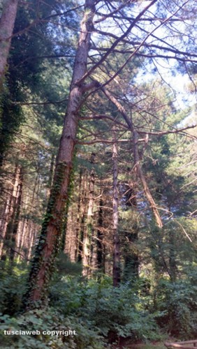 Gli alberi dei Cimini