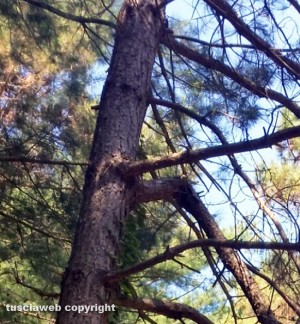 Un albero dei Cimini