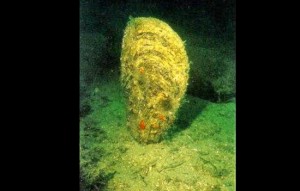 Nacchera di mare