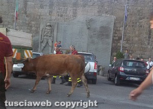 Toro getta nel panico Vitorchiano - Il precedente