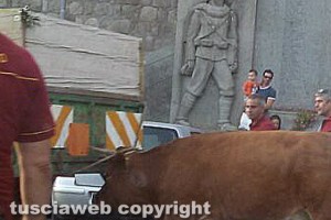 Toro getta nel panico Vitorchiano