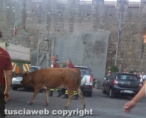 Toro getta nel panico Vitorchiano