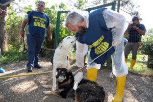 Barbarano Romano - L'intervento della Forestale al canile abusivo