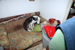 Barbarano Romano - L'intervento della Forestale al canile abusivo