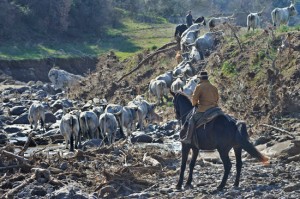 Montalto di Castro - Transumando