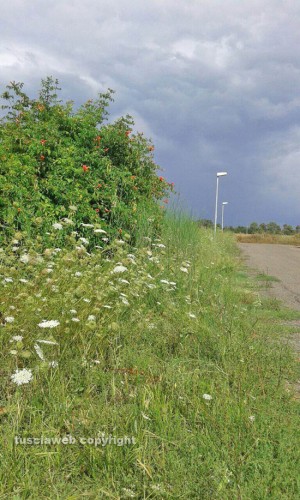 Tarquinia Lido - L'erba alta a via Ippalo