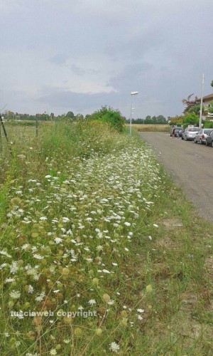 Tarquinia Lido - L'erba alta a via Ippalo