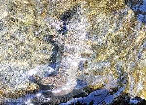 Fontana grande deturpata - Il pezzo divelto