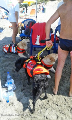 Unità cinofila di soccorso in mare