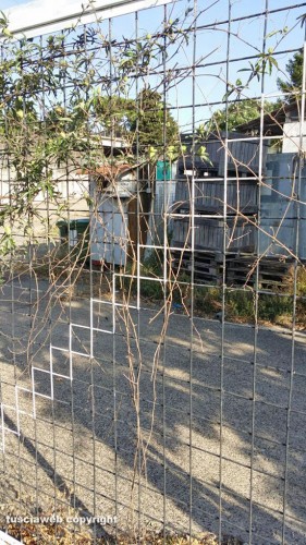 Paparano - Via dei Tulipani - Ex fabbrica di rapette