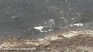 Montefiascone - Schiuma nel lago