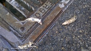 Roccalvecce - Topi morti in paese
