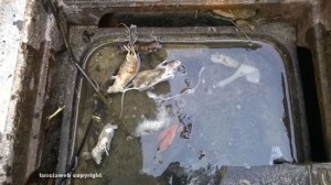 Roccalvecce - Topi morti in città