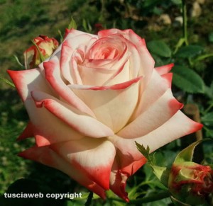 Rosa Imperatrice Farah Diba