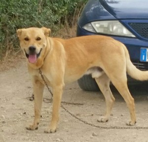 Tuscania - Uno dei cani abbandonati