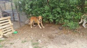 Un cane abbandonato