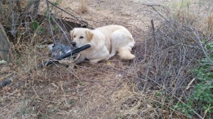 Tuscania - Uno dei cani abbandonati