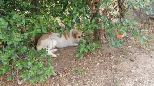 Tuscania - Uno dei cani abbandonati