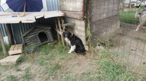 Tuscania - Uno dei cani abbandonati