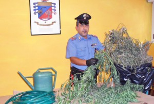 Lubriano - Carabinieri - La canapa indiana