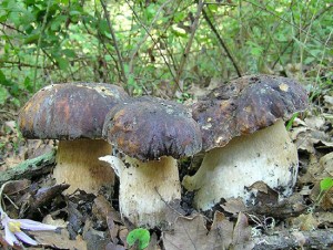 Funghi