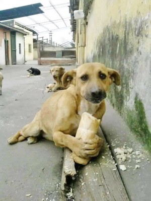 Un cane