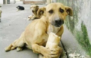 Un cane