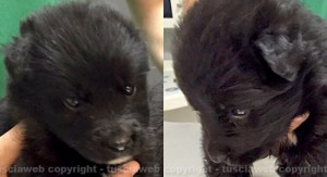 I cuccioli trovati vicino al cassonetto di Belcolle