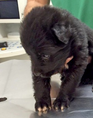 I cuccioli trovati vicino al cassonetto di Belcolle