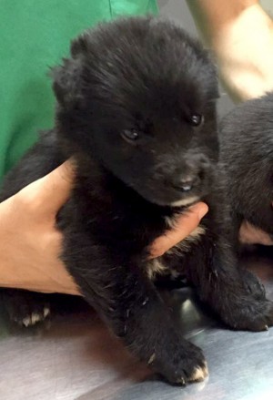 I cuccioli trovati vicino al cassonetto di Belcolle