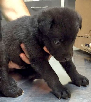 I cuccioli trovati vicino al cassonetto di Belcolle