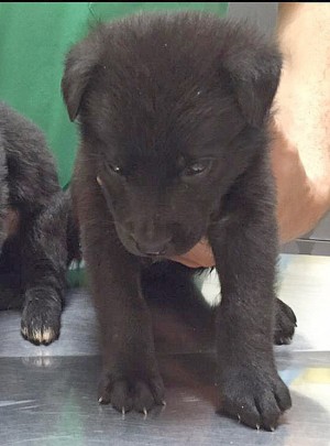 I cuccioli trovati vicino al cassonetto di Belcolle