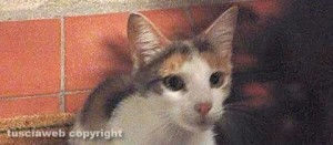 Alice, la gattina scomparsa