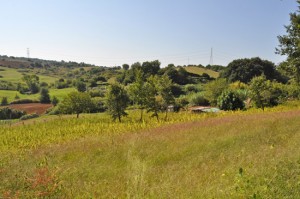 Viterbo - Scoperta maxipiantagione di canapa indiana