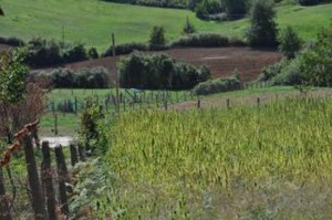 Viterbo - Scoperta maxipiantagione di canapa indiana